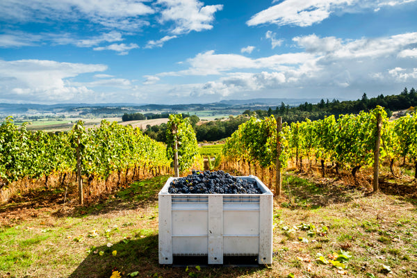 Montinore Estate: Biodynamic Willamette Valley, Oregon