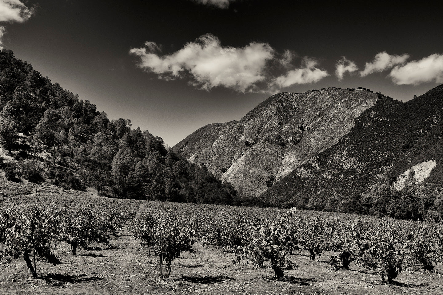 Birichino: Delicious Wines from an Old-Vine Evangelist