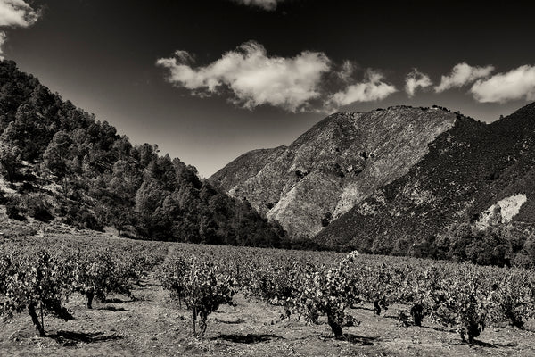 Birichino: Delicious Wines from an Old-Vine Evangelist