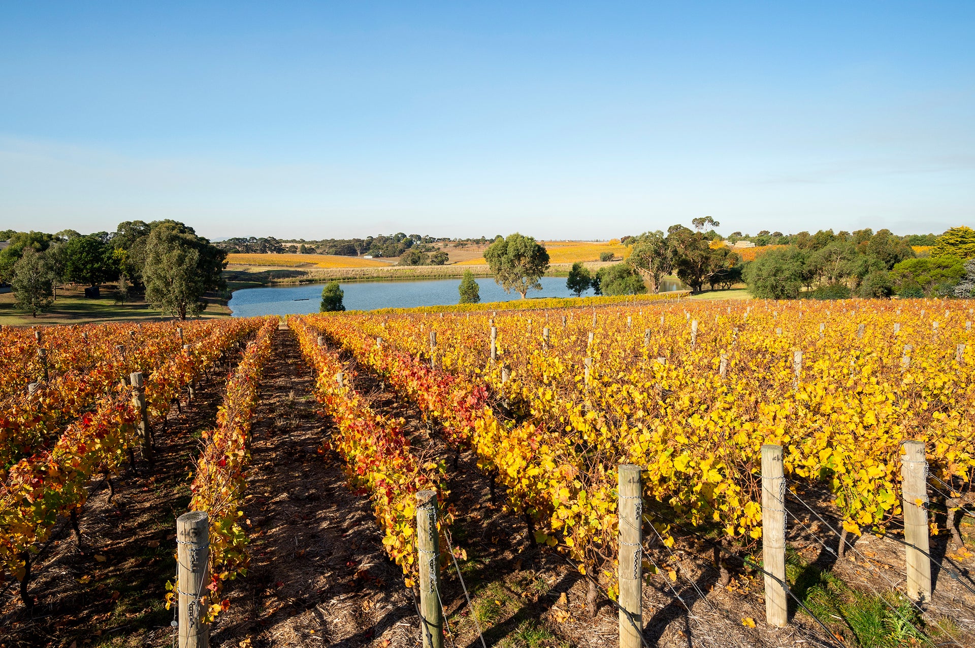 Bannockburn: The Brilliant New 1314 Releases