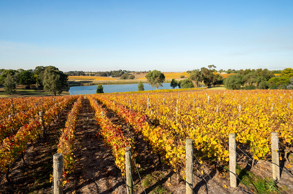 Bannockburn: The Brilliant New 1314 Releases