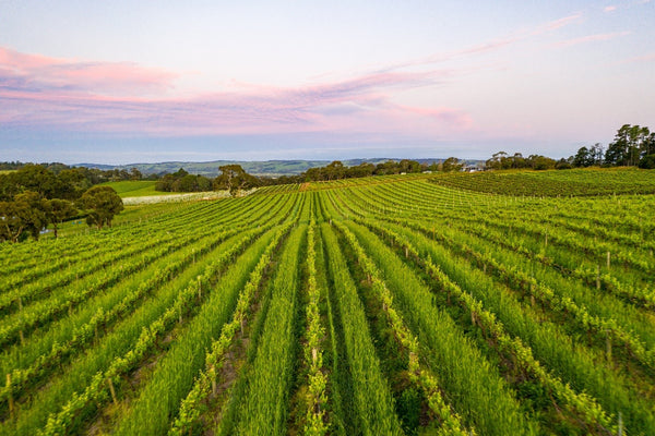 Bondar: Budding Genius—The Rise and Rise of the Rayner Vineyard