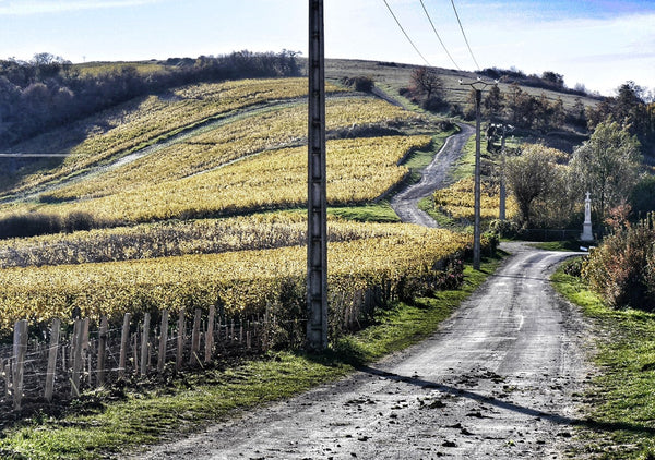 Domaine Gérard Boulay 2021 - Starlight Express: Sancerre to be measured against the finest whites of France