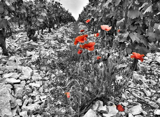 Domaine Goisot: Biodynamic Burgundy That Won’t Break the Bank