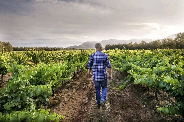 Thomas Wines - A Hunter Valley “Superstar” Joins the Bibendum Family