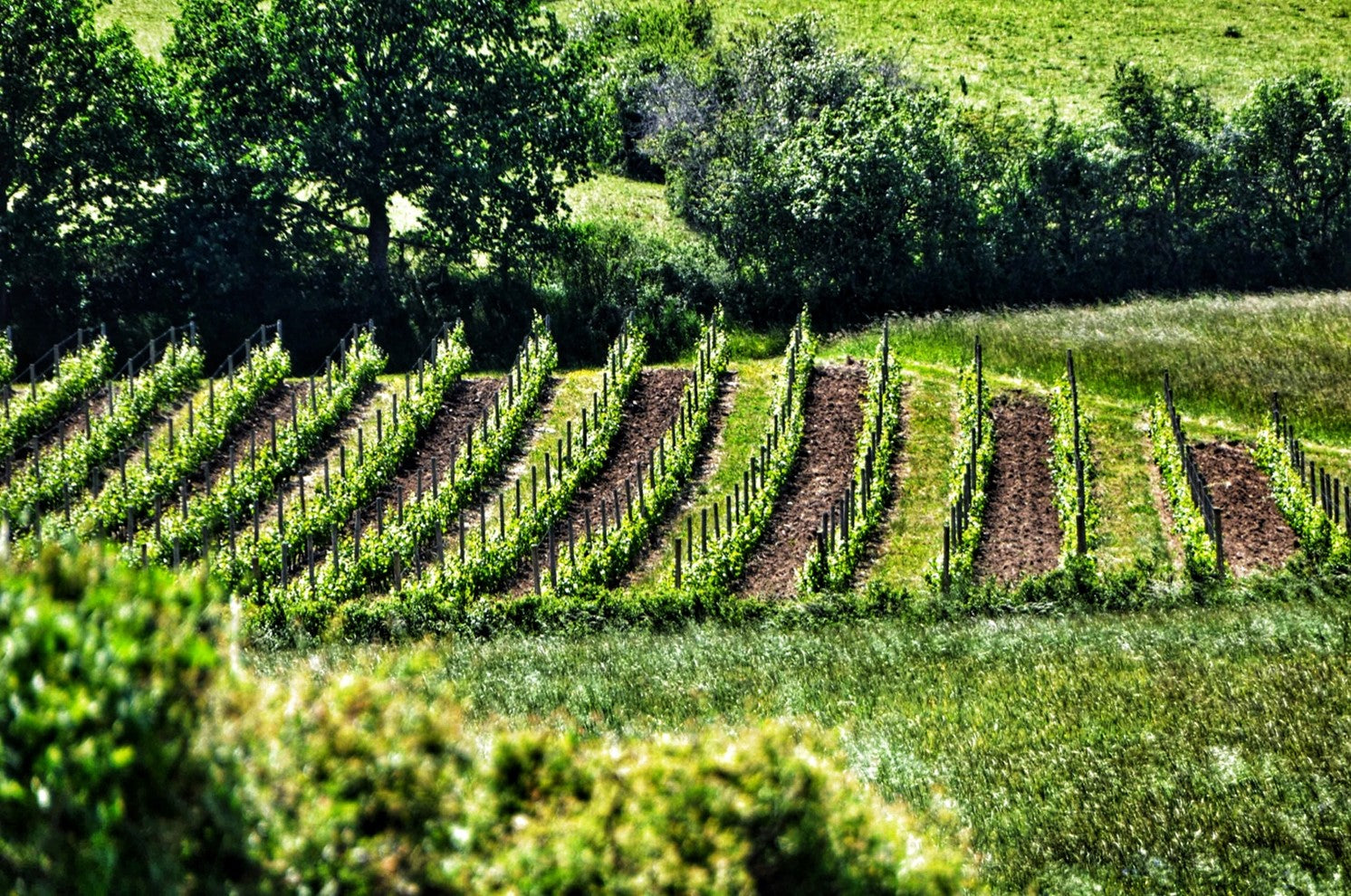 Vins de la Madone: Gamay + Granite