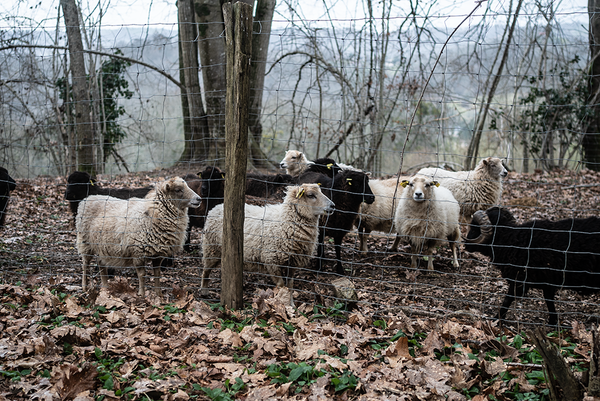 A Visit to Clos Larrouyat