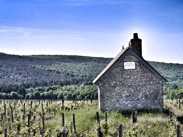 Domaine Alphonse Mellot: A Dozen Releases from a Sancerre “genius”