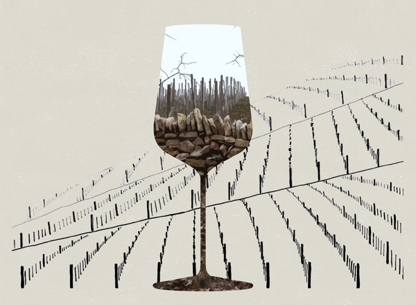 Domaine Laroque d’Antan : A Vineyard in my Glass