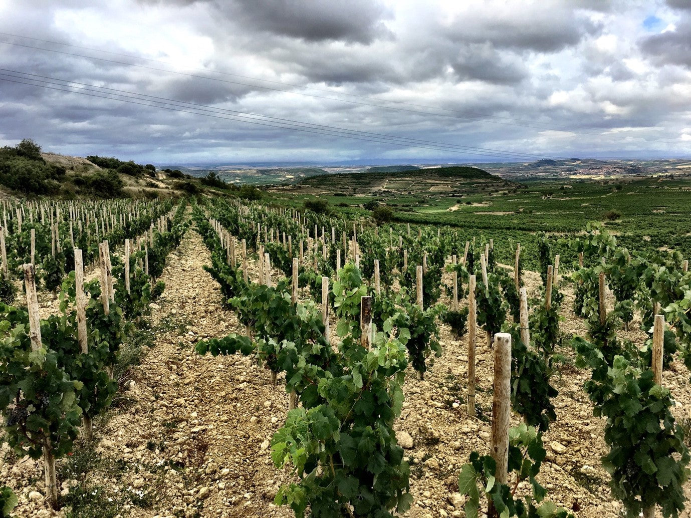 Exopto: Outstanding Old Vine & Single Vineyard Rioja