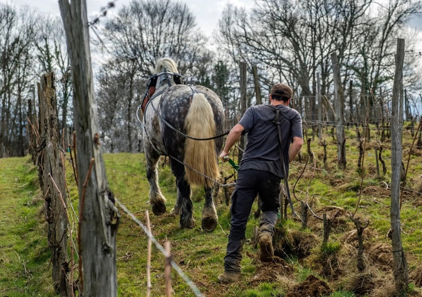 Clos Larrouyat: Chablis of the South