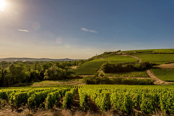 Domaine Jonathan Didier Pabiot: Biodynamic, Perfectionist Pouilly-Fumé