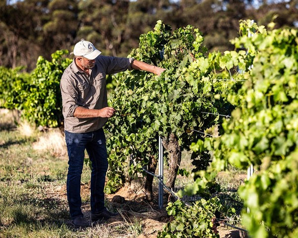 Spinifex: The White Wines