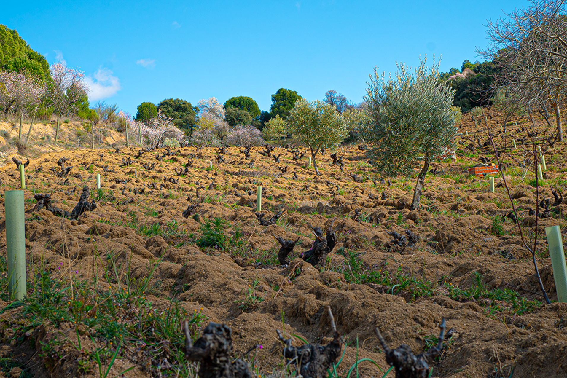 Bernabeleva: Glowing old-vine Grenache and Pure & Textured Whites from the Gredos Valley