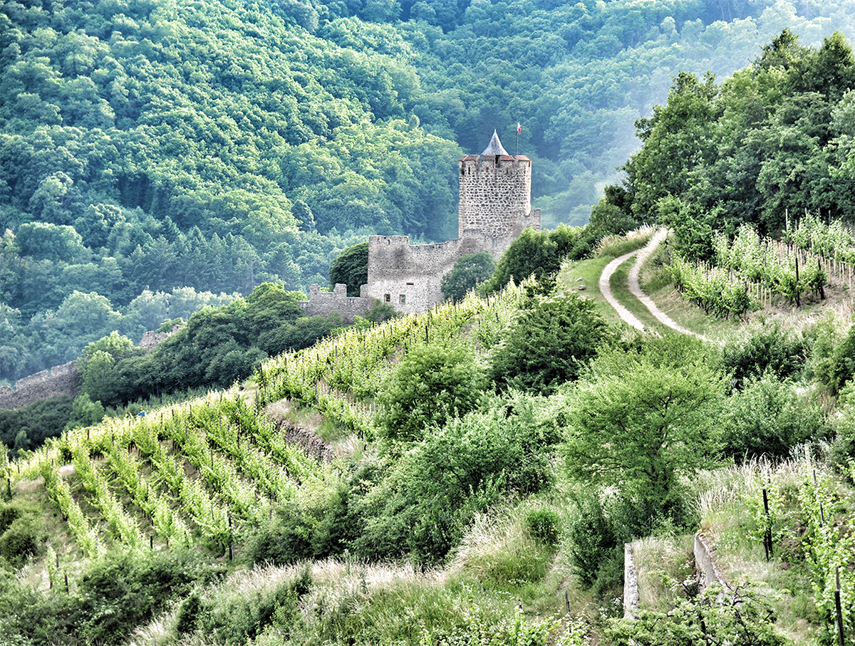 Domaine Weinbach 2021: A Scintillating Vintage from one of France’s Iconic Wine Estates