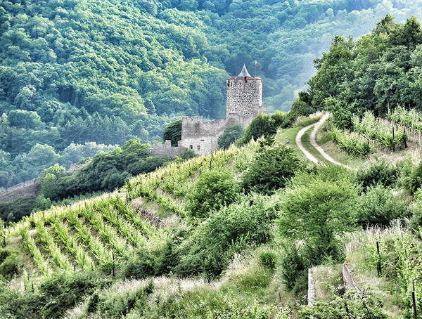 Domaine Weinbach 2021: A Scintillating Vintage from one of France’s Iconic Wine Estates