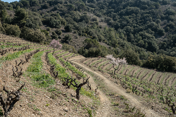 Terroir al Límit