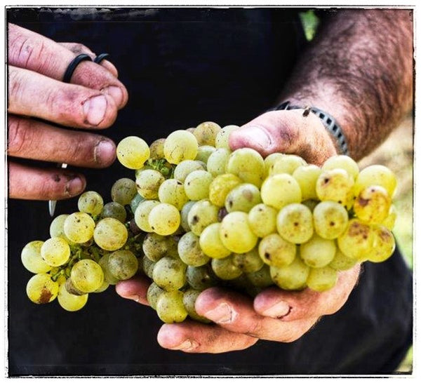Quealy Winemakers