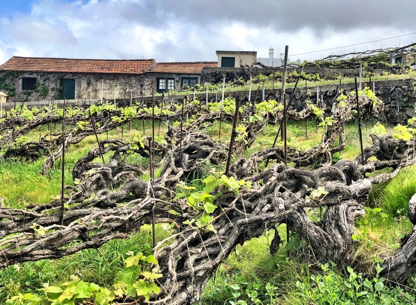 Suertes del Marqués: Of Vines and Volcanoes—Absence Makes the Heart Grow Fonder