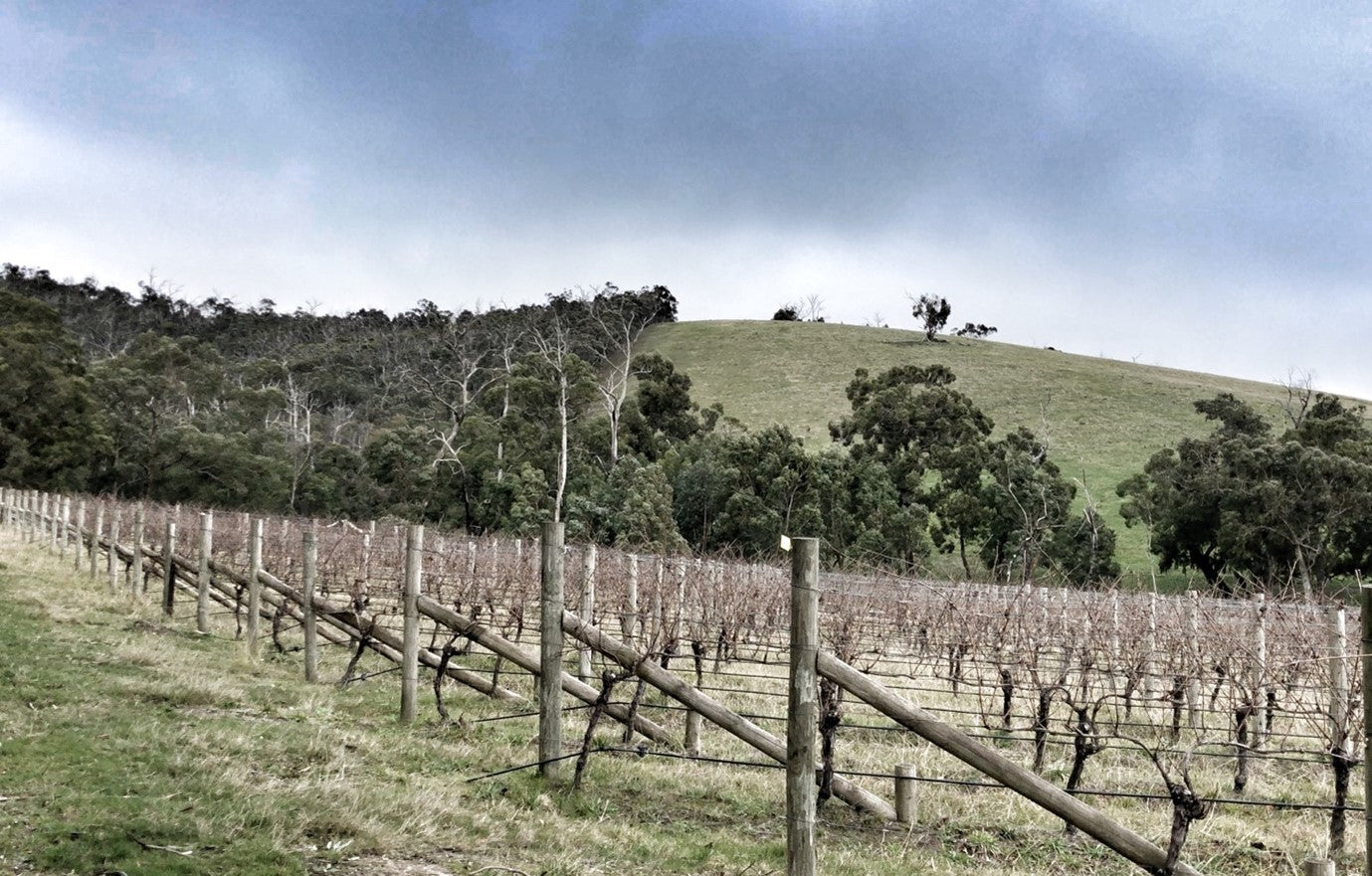 Toolangi: Gin Ginie, The Scintillating 2021 F Block Chardonnay