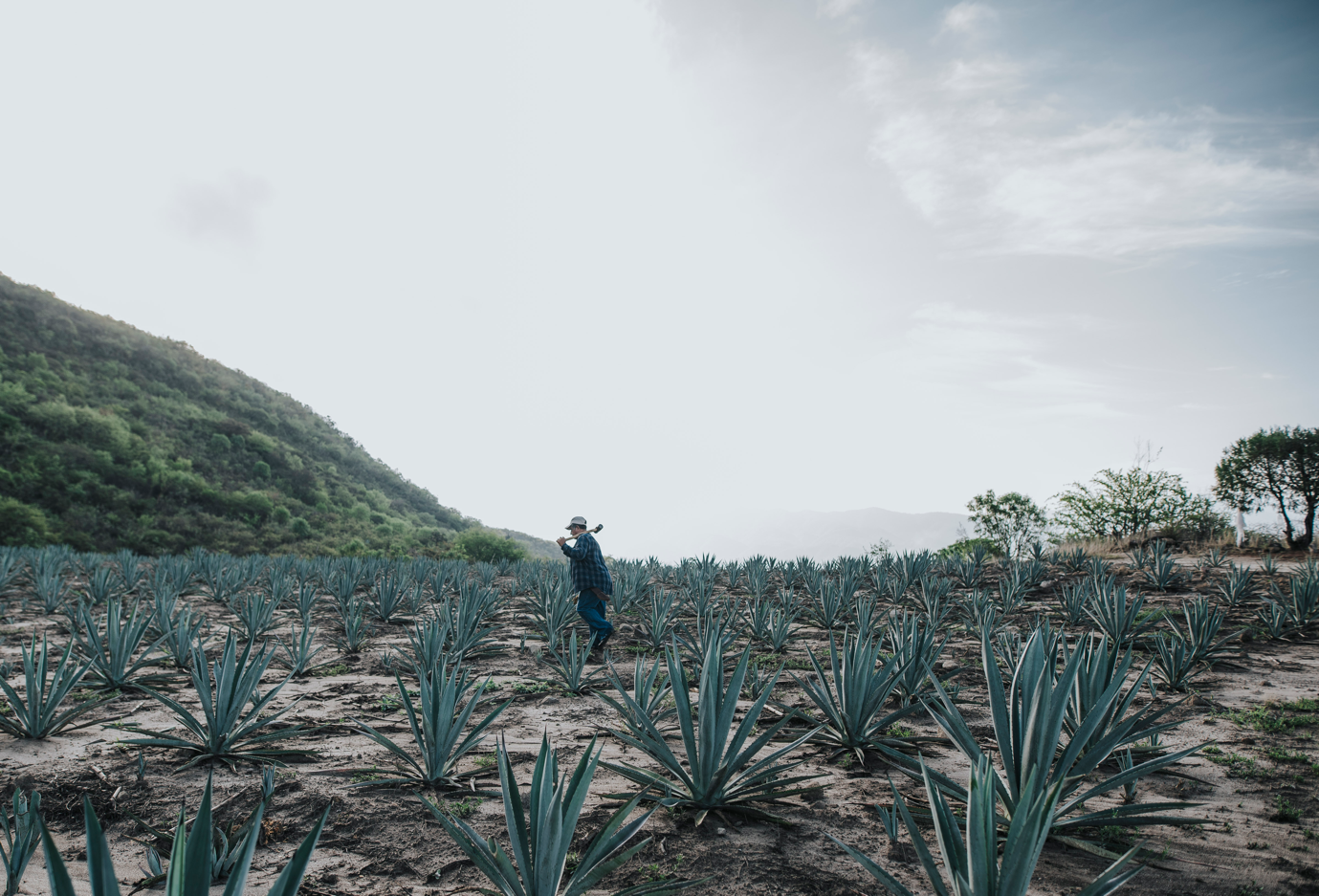 Mezcal Unión