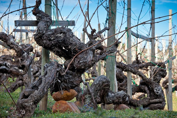 Valdesil: Striking, Mineral Whites from the ‘Chablis of Spain’