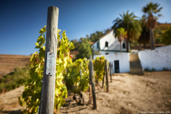 Quinta do Noval: The Stellar 2020 Vintage Ports, the Remarkable Colheita Tawnies (and more)
