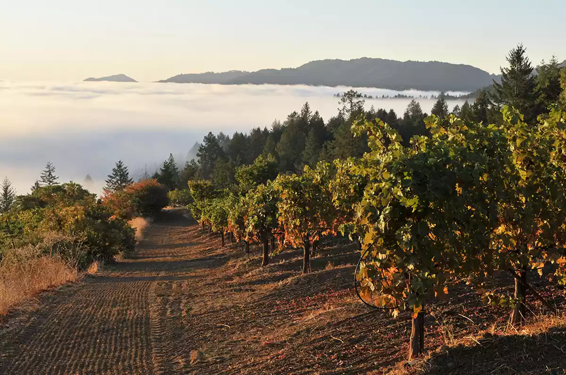 Philip Togni: Napa Glory