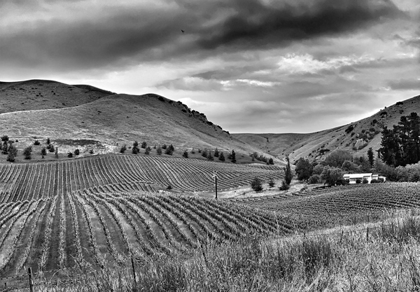 Appellation Corofin: Organic Small-Batch Marlborough, Including the New ‘Villages’ Wines